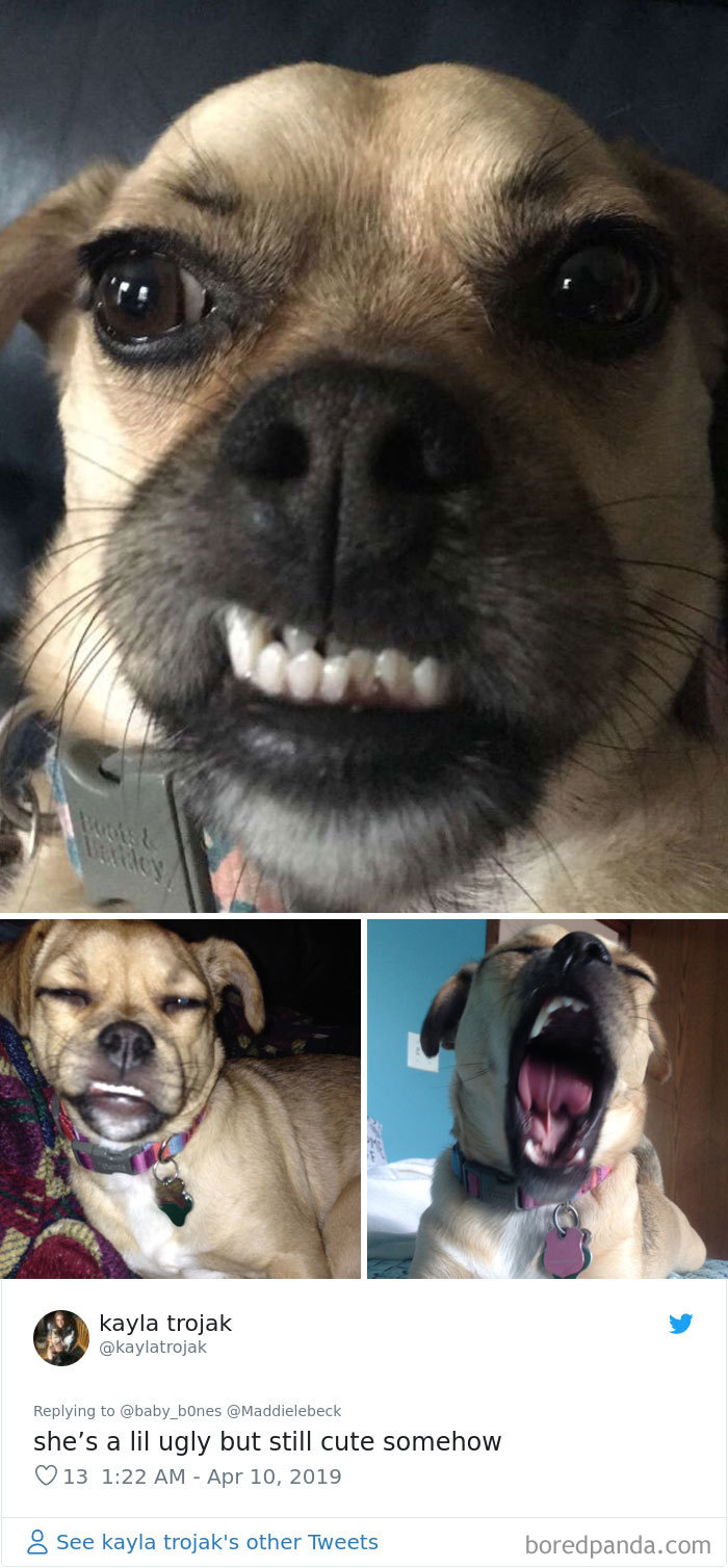 Least-Flattering-Pets