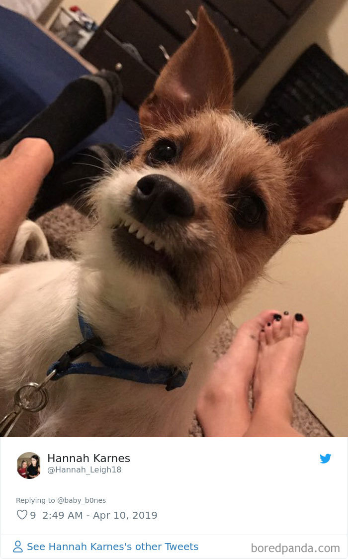 Least-Flattering-Pets