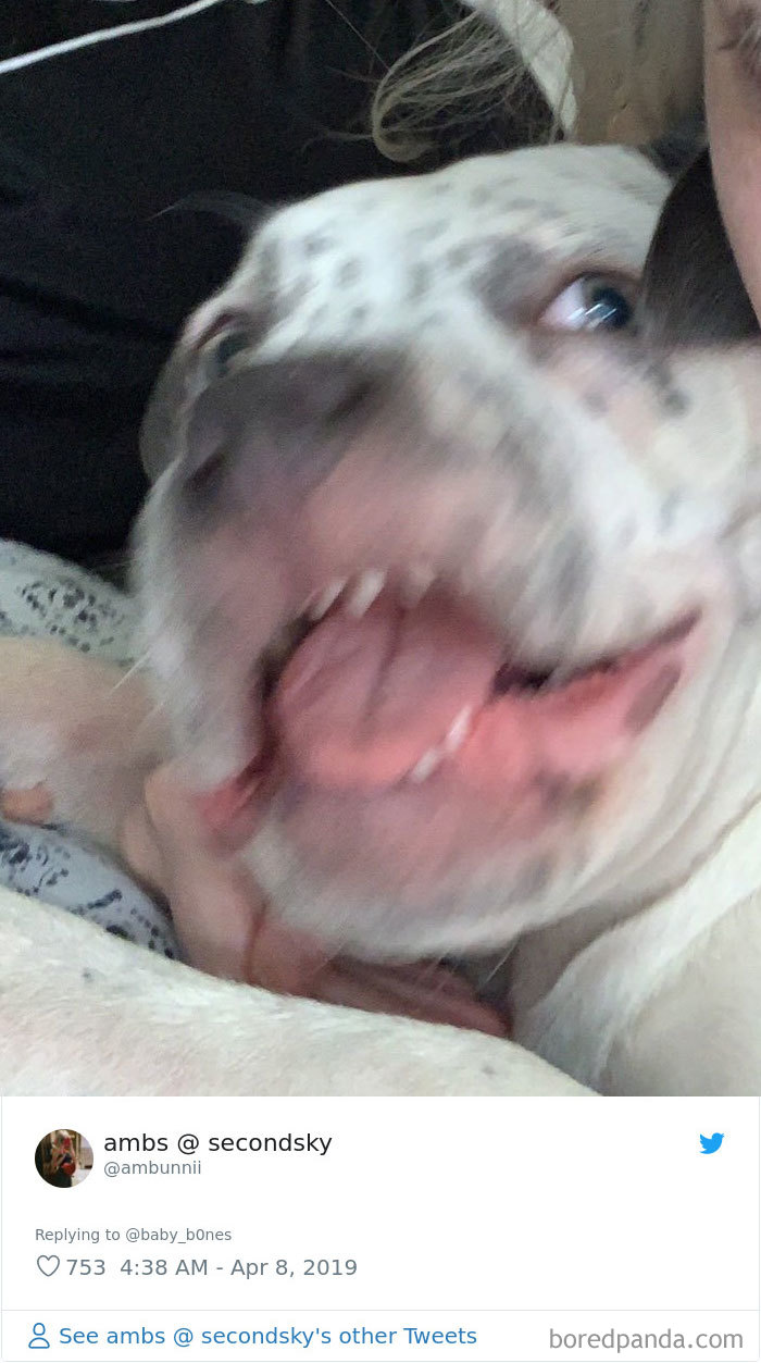 Least-Flattering-Pets