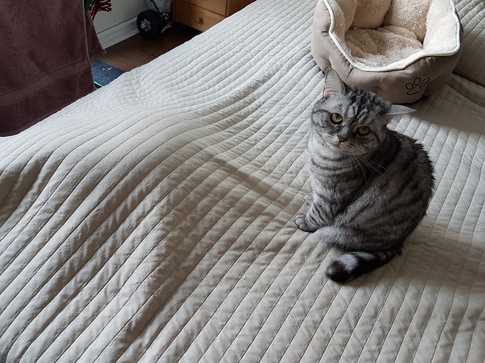 Our 2 (!) Cats When We Are Vacuum Cleaning