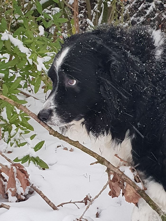 I'm Not Pooping In The Snow