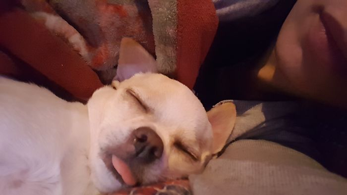 My Dog Shad8 Sleeps With His Tongue Out.