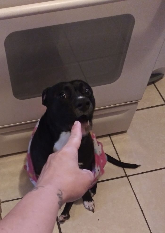 She Kept Barking So I Pointed At Her And Got This Face