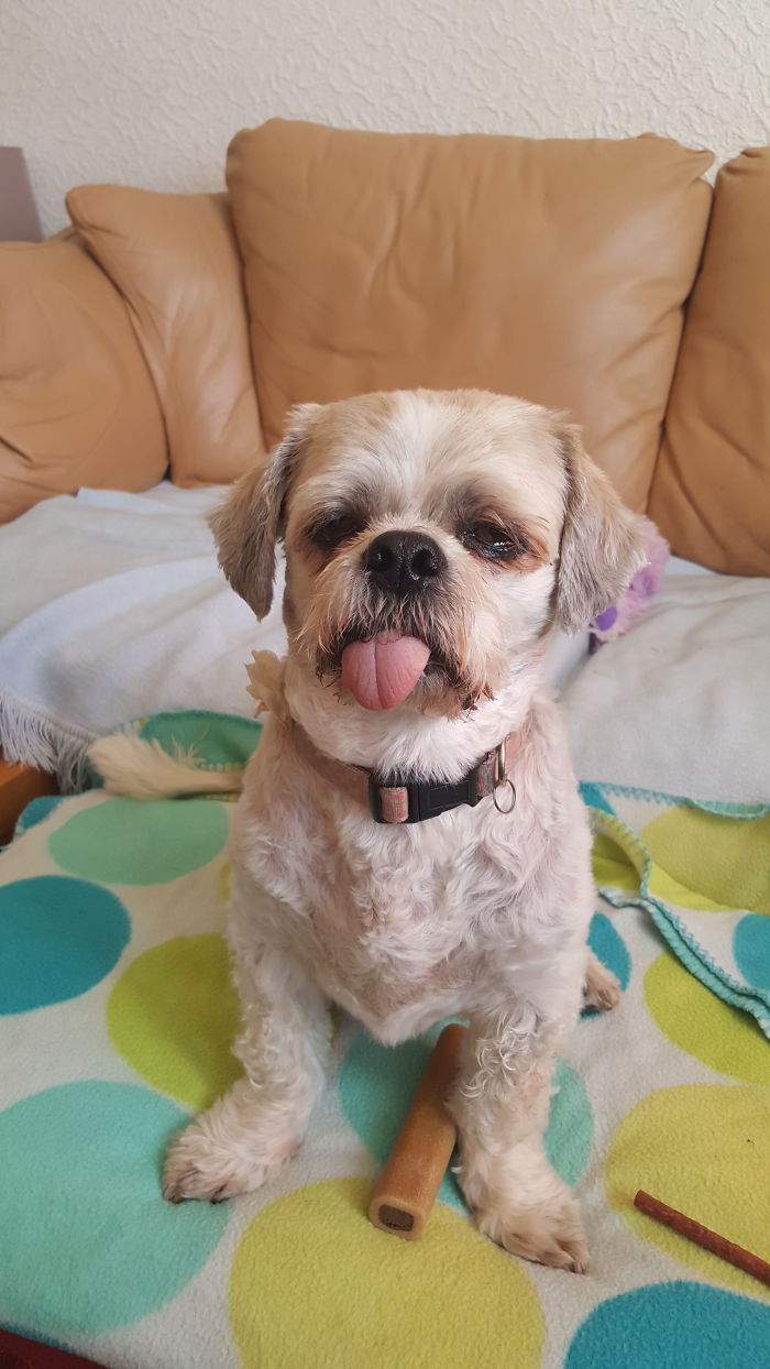 This Is My Treat Not Yours, So There. This Is How Lucy Stares At People All The Time. The Best Dog In The World.