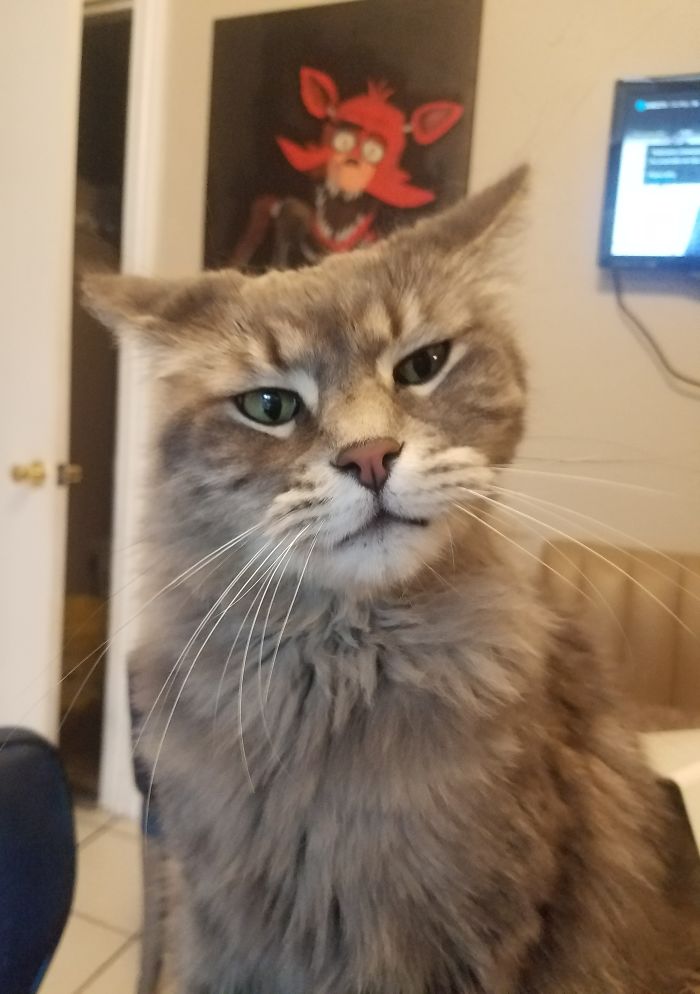 Jack Meowington...whaaaat?