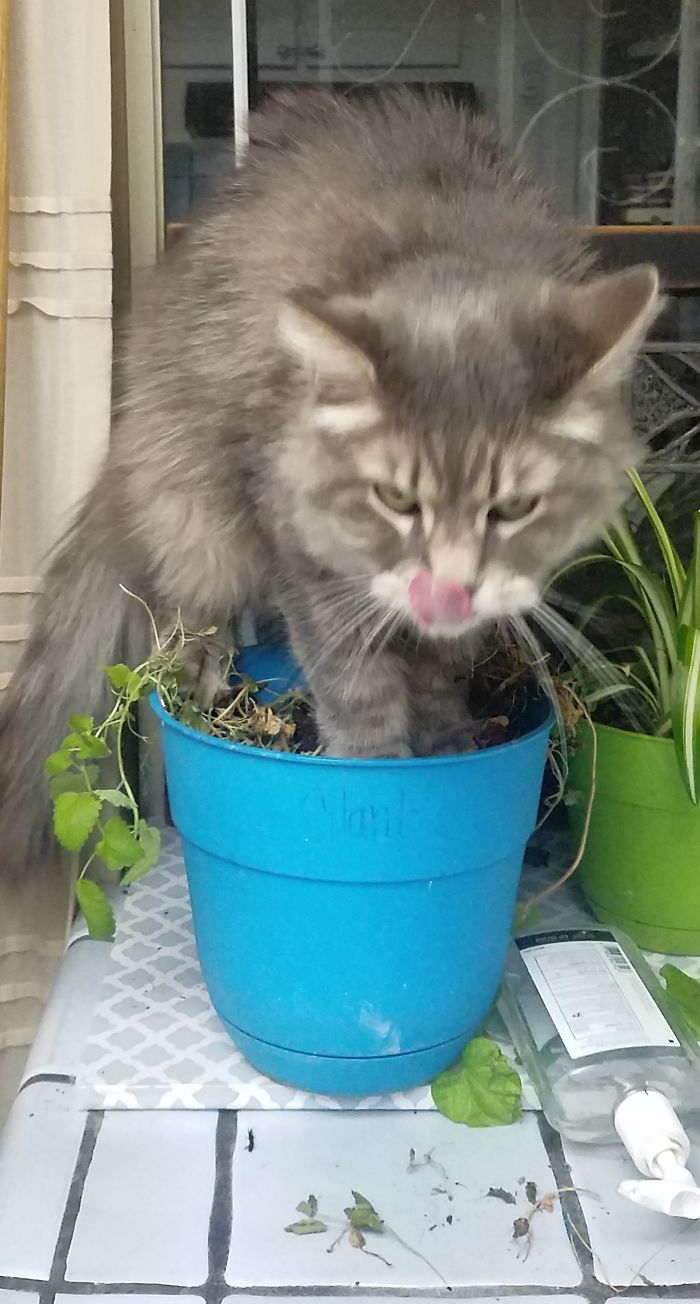Jack Meowington Killing His Catnip Plant
