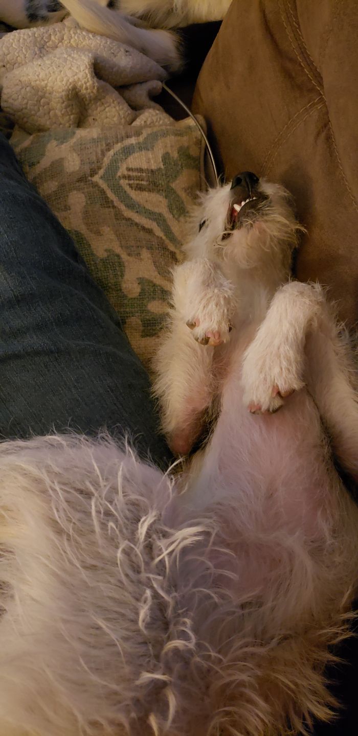 Tater Tot Sulllivan Napping