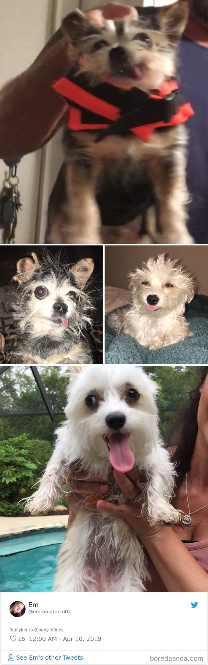 Least-Flattering-Pets