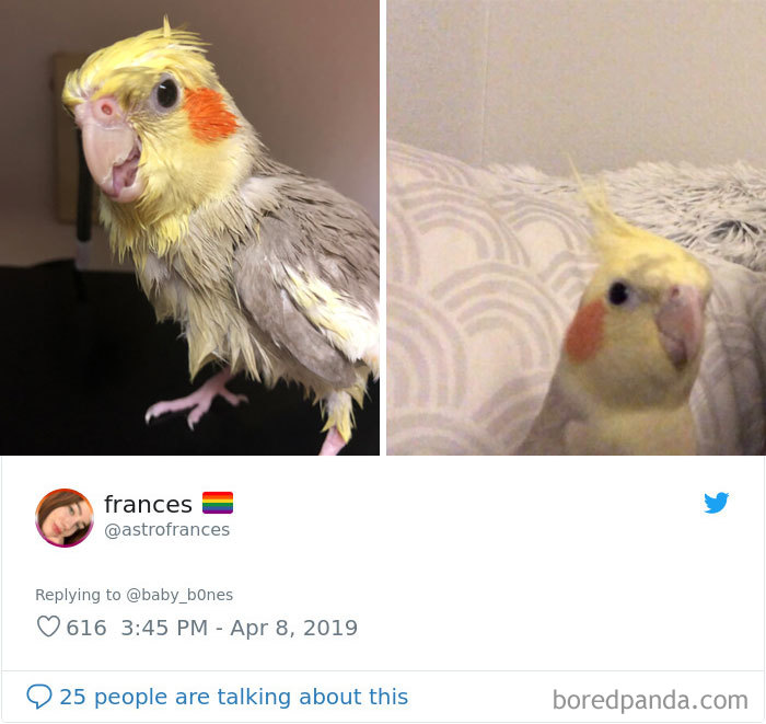 Least-Flattering-Pets