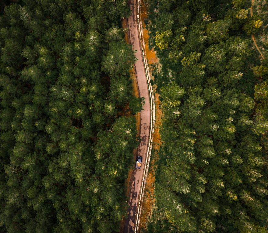 Passing The Pine Forest