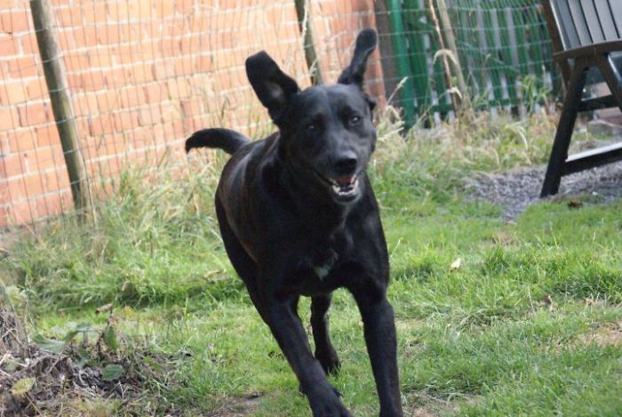 Lola The Lab Trying To Reach New Heights