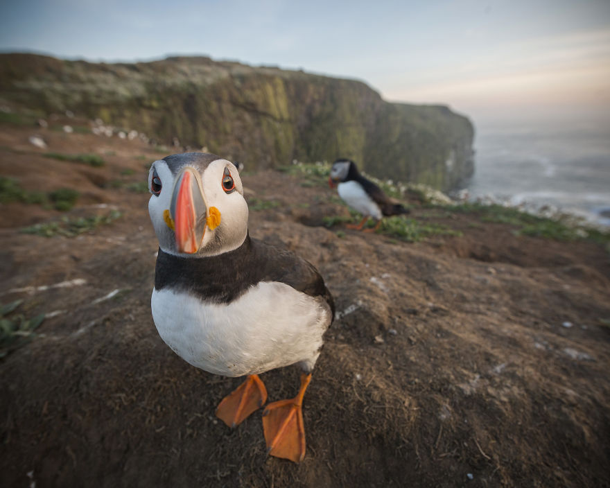 I Captured The Perfect Puffin Portrait, And I Can&rsquo;t Get Over How Happy The Little Seabird Is About It