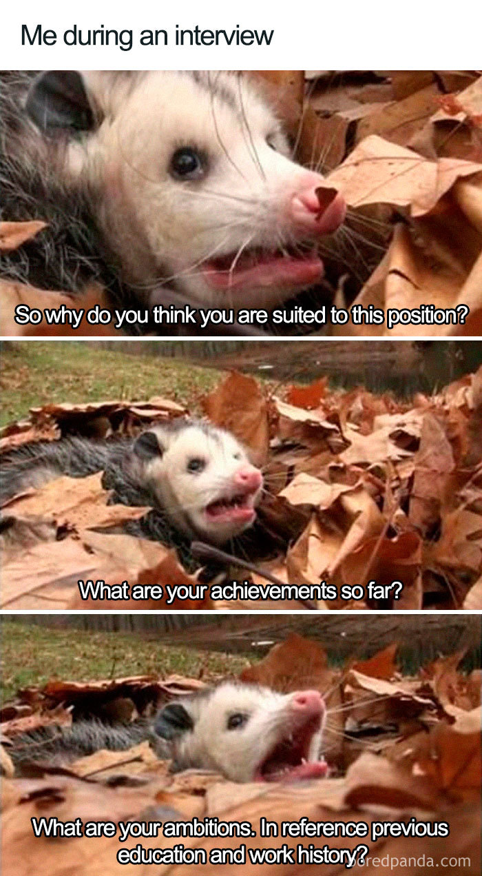 Job-Interview-Memes