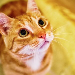 bitterlatte_oie26 avatar