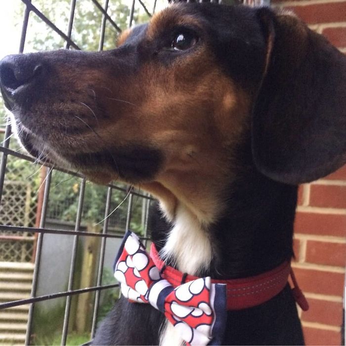 12-Year-Old Kid Makes Shelter Cats And Dogs Stylish Bow Ties To Help Them Find A Home 12-Year-Old Kid Makes Shelter Cats And Dogs Stylish Bow Ties To Help Them Find A Home