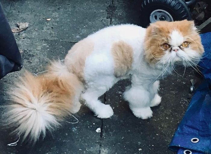 Neighbour Cat...don’t Hate Her Cuz She’s Poodle-Ful.