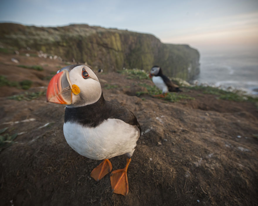 I Captured The Perfect Puffin Portrait, And I Can&rsquo;t Get Over How Happy The Little Seabird Is About It