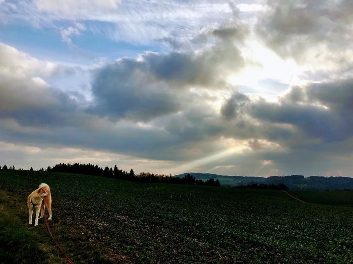 Hiking With An Akita Inu