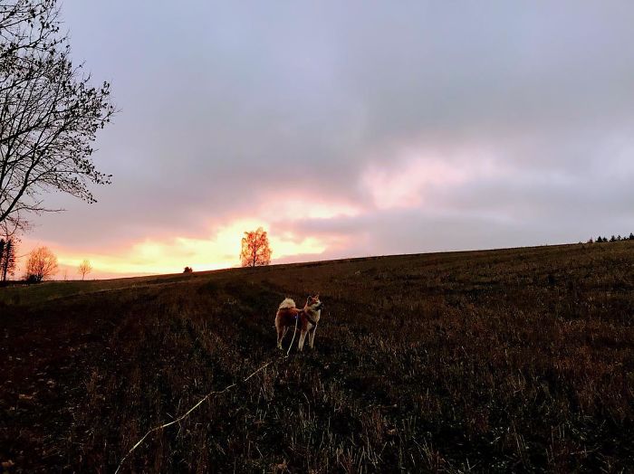 Hiking With An Akita Inu
