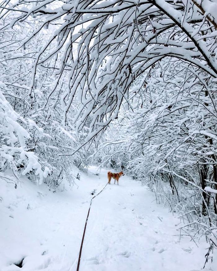 Hiking With An Akita Inu