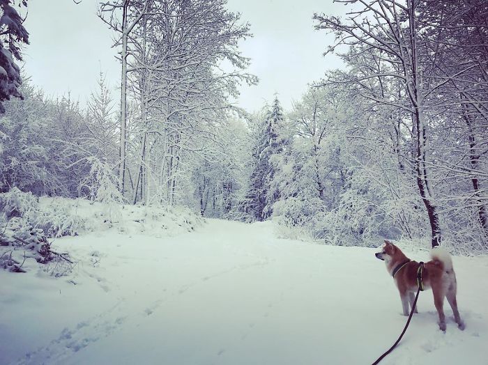 Hiking With An Akita Inu
