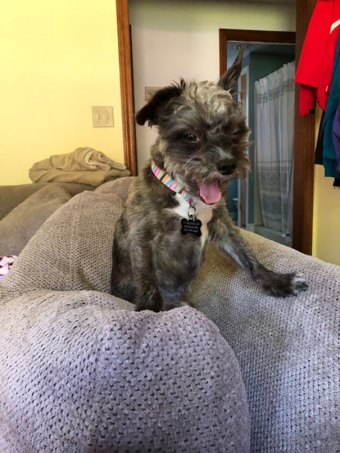 Least-Flattering-Pets