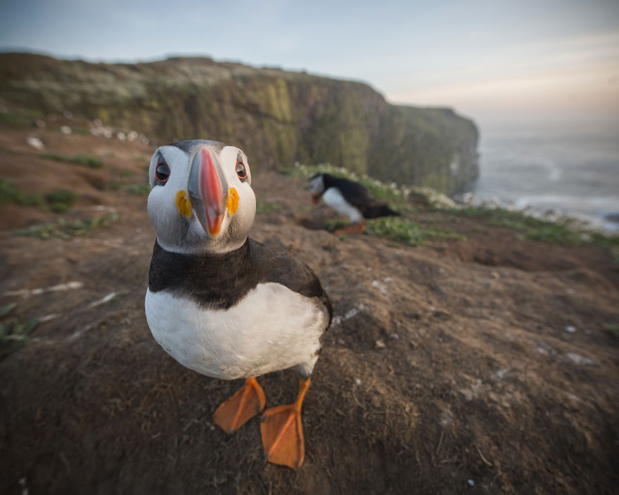 I Captured The Perfect Puffin Portrait, And I Can&rsquo;t Get Over How Happy The Little Seabird Is About It
