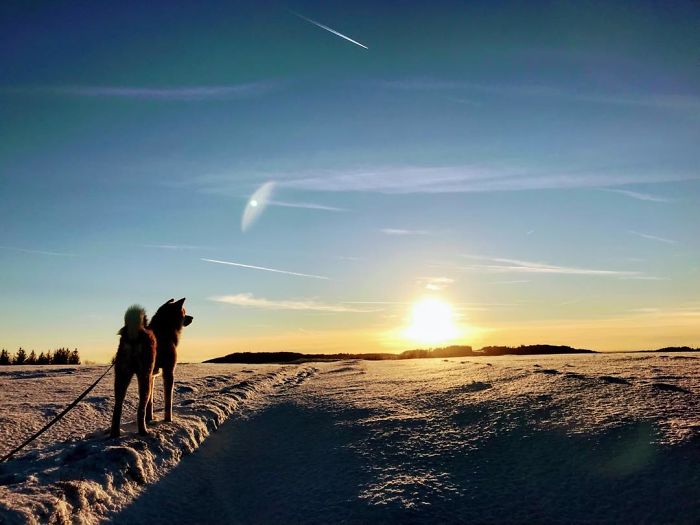 Hiking With An Akita Inu