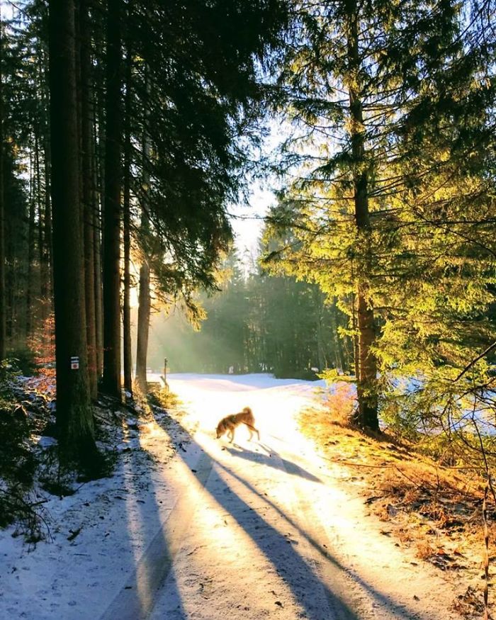 Hiking With An Akita Inu