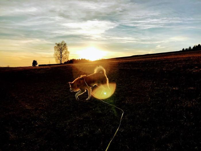 Hiking With An Akita Inu