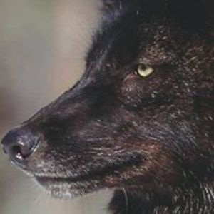 nightwind_coco avatar