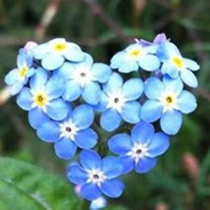 terrabullvues avatar