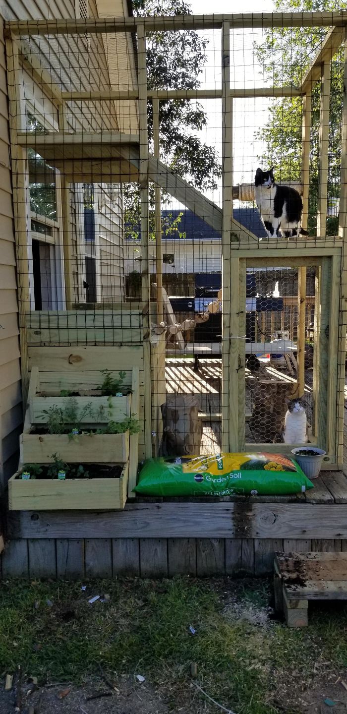 Cat Patios