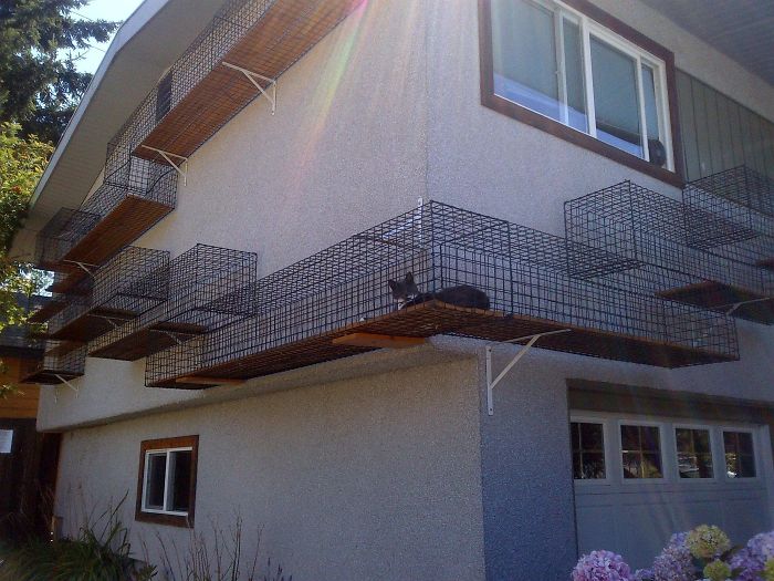 Cat Patios
