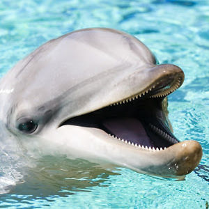 taviswisher-rosa avatar