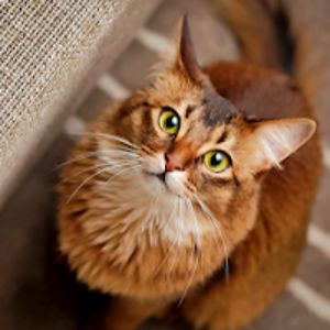 alicezhu07u17m avatar