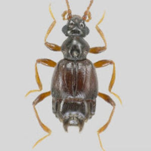 loriscolacurcio avatar