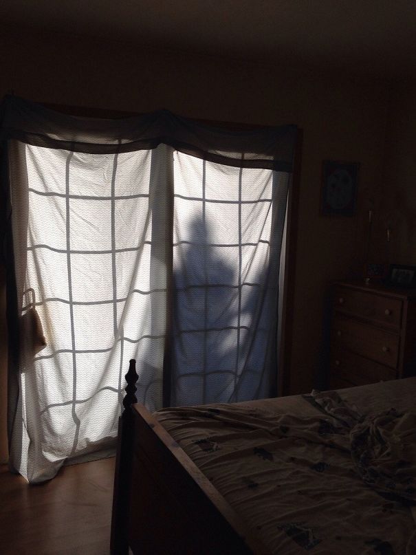 The Shadow From This Tree Scared Me