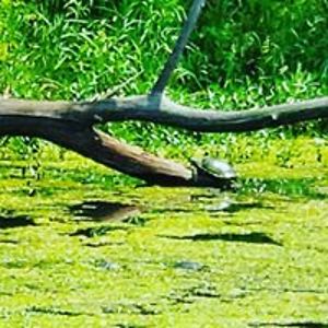 charlie_fitzgerald avatar