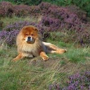 carolinelittler avatar