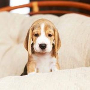 davidlstigall avatar