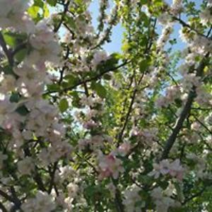 smochina_gianina avatar