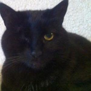 david_hollenshead avatar