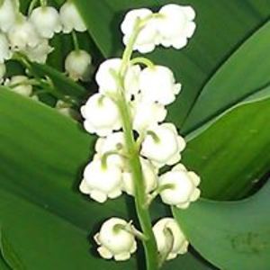 dianebehrendt avatar