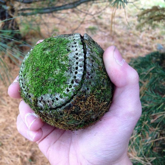 So I Found A Baseball In The Woods