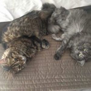 lisabradley67 avatar