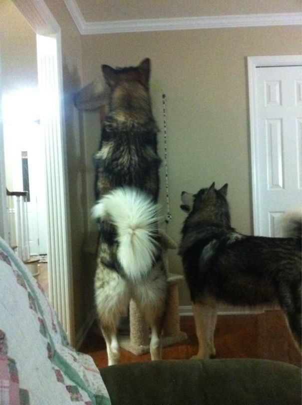 6’4, 180 Pound Alaskan Malamute Looking For The Cat