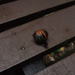 cameronnewton avatar