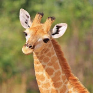 musculargiraffe avatar