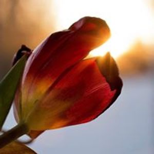 kellysuedykes avatar